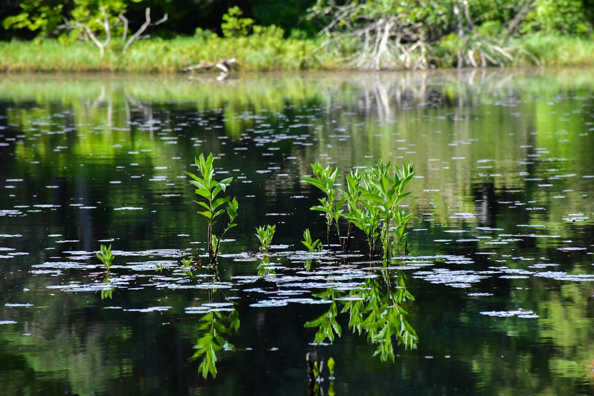 Aquatic weeds emerging through the surface of still lake water