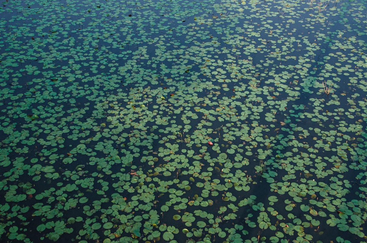 Aerial view of lily pads and aquatic vegetation on a Wisconsin lake